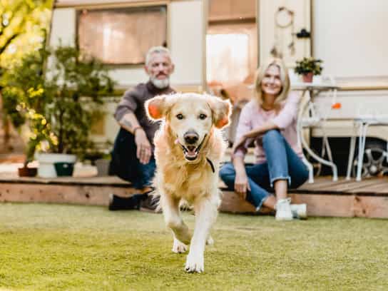 Holiday home with a dog